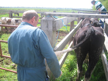 Mise au marais de Tribehou